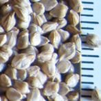 Graines de millet japonais