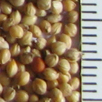 Graines de Panis
