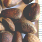Graines de cèdre