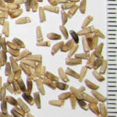 graines de chicorée
