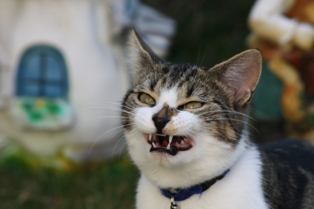 chat1