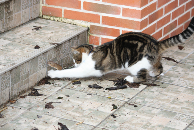 chat