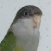 Perruche Aymara
