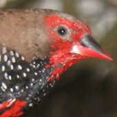 Emblème peint