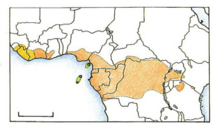 Gris du Gabon